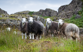 Wool Summit aims to champion clip-to-consumer journey 