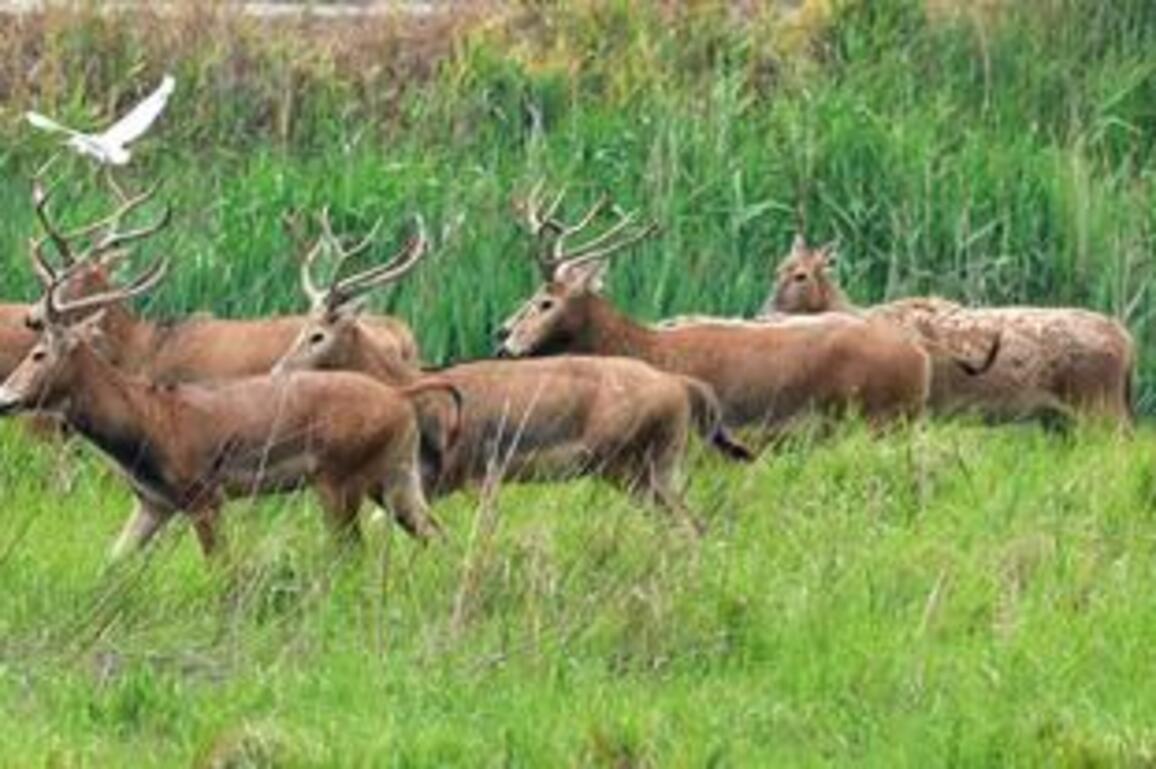 EcoChina | Endangered milu deer thrive in Yancheng, E China's Jiangsu