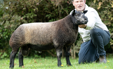 Sales round up: Texels to 30,000gns, Ryelands reach 1,300gns, Blue Texels to 12,000gns, Beltex reach 17,000gns twice
