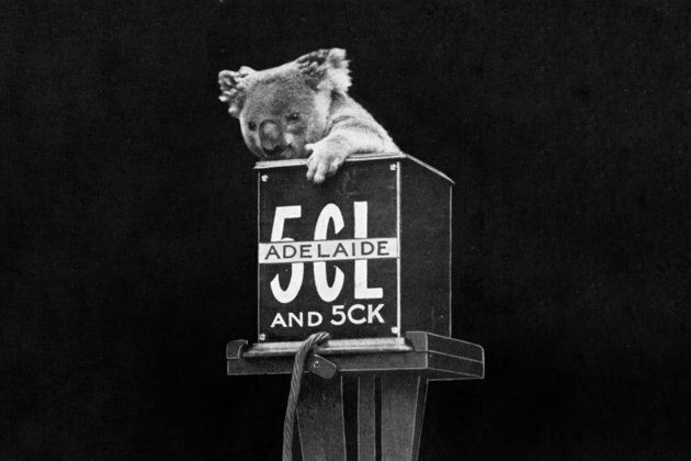 Natural history on TV: how the ABC took Australian animals to the people