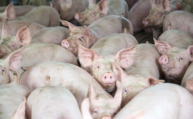 African swine fever poses looming threat to UK pork producers