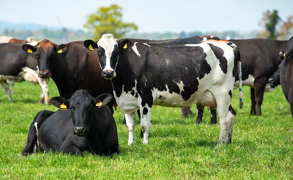 Cull cow market 'on fire'