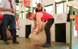 NSA SHEEP EVENT: Do we value overseas shearers? 