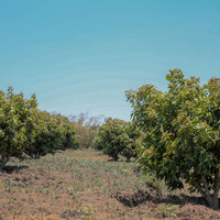 TANZANIA-NJOMBE-AVOCADO FOR CIIE