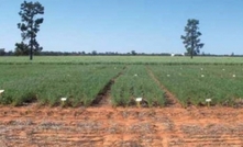 Sowing time crucial to best chickpea yield in north NSW