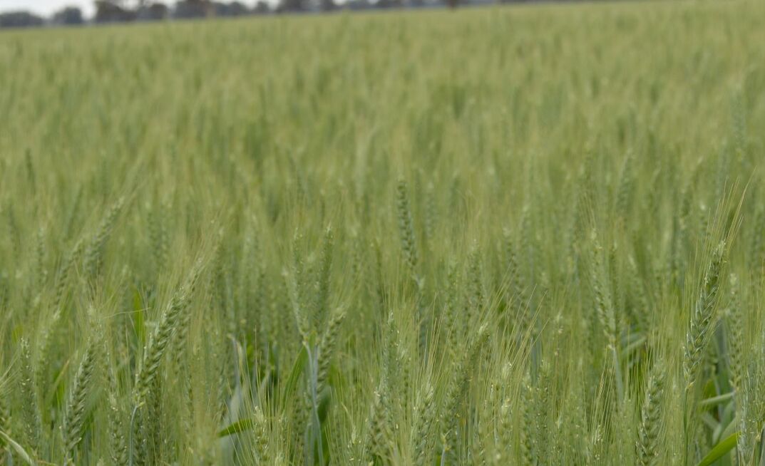 GRDC said investment in biocontrol was a priority because of its potential for cost-effective, long-term weed suppression. 