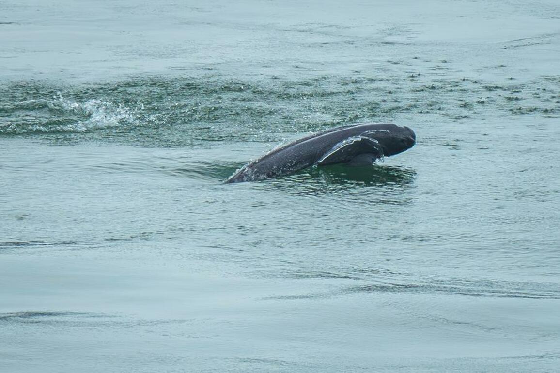 Chinese, Southeast Asian experts share dolphin conservation strategies