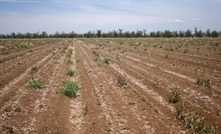 Sowthistle glyphosate resistance confirmed in NSW