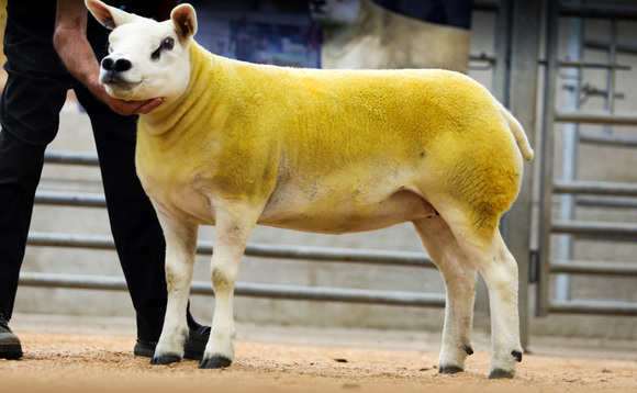 Sales round up: Texels to 3,800gns, new Cotswolds record, Blue Texels hit 2,800gns