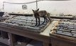 A fox in the core shed at Black Fox