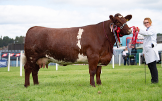 Beef Shorthorn takes top honours at Dumfries Show  