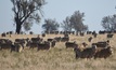  Meat and wool have helped increase the value of Australian exports. Picture Mark Saunders