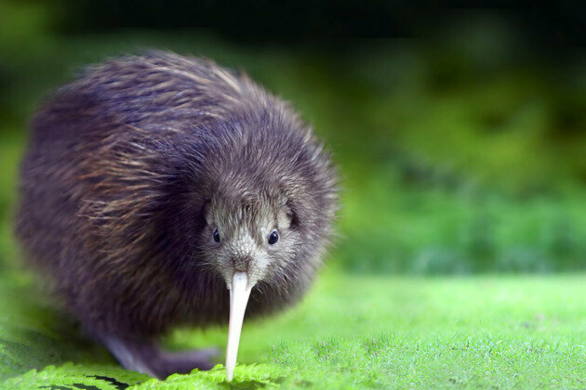 Rare 'kiwi' found in New Zealand for first time in 50 years