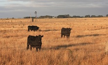 Diversification on cards for NT pastoralists