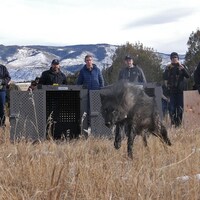 Boebert's attack on wolves is unfounded (Opinion)