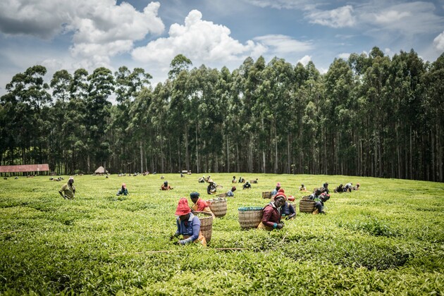 KENYA-KERICHO-TEA PRODUCTION