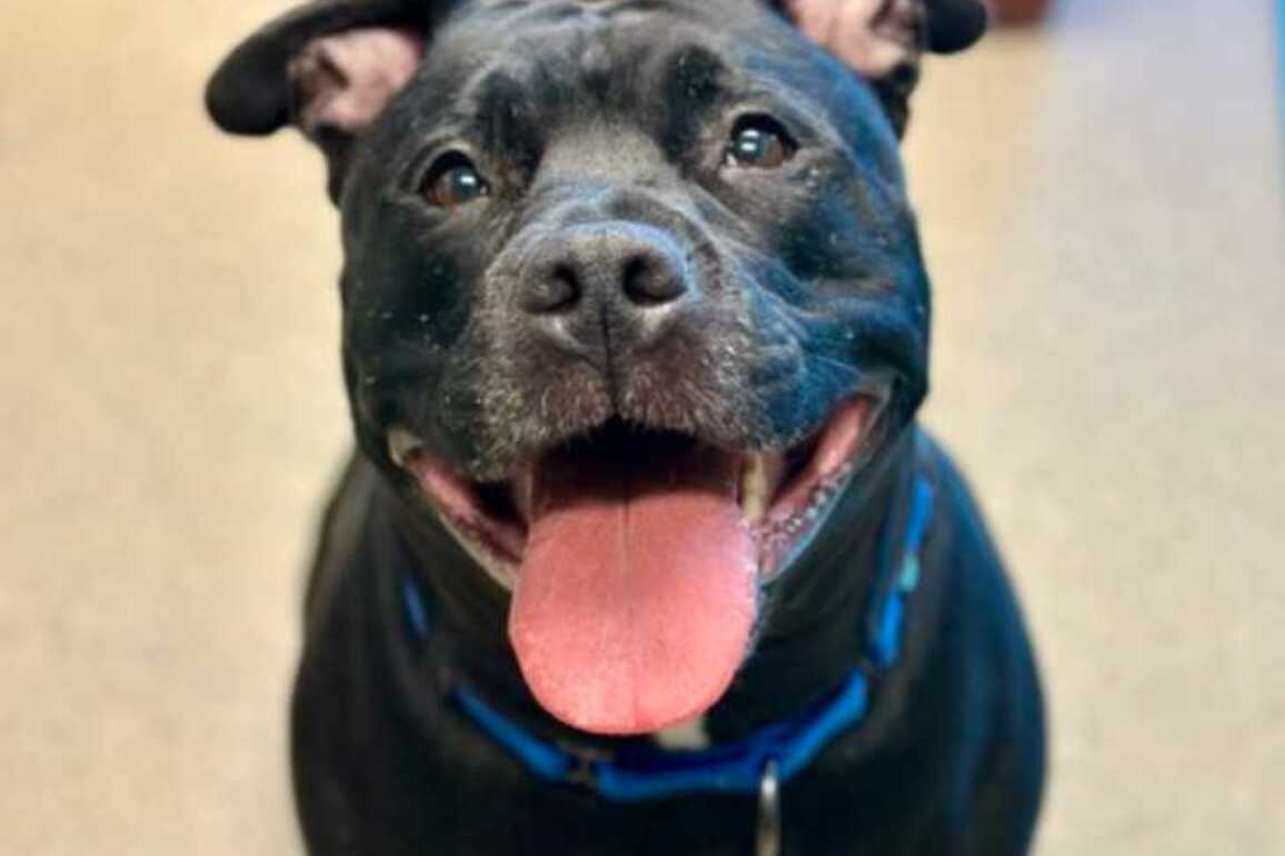 Adoptable Pet of the Week- Onyx