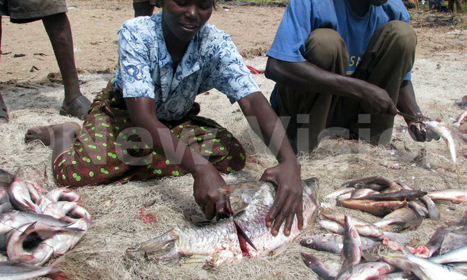 Pollutants in fish may prevent humans from expelling toxins Pollutants in fish may prevent humans from expelling toxins