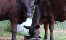  Plenty of pellets: Hand-raised calves benefit from having access to calf pellets to help rumen development as soon as they are established on milk replacer.  Photo: Max Lawson.