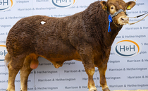 High of 38,000gns for Limousins at Carlisle