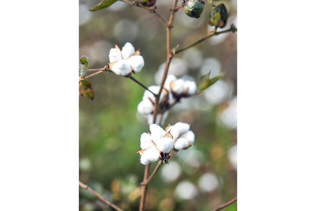 CITI welcomes temporary removal of 11% cotton import duty, calls it boost for textile exports