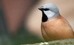 The black throated finch.