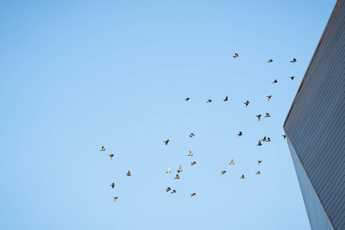 Opinion- Saving Minnesota birds starts with safer buildings
