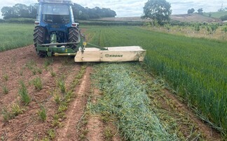 Precision bred crops break new ground