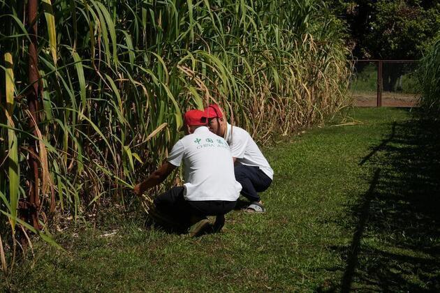 Asia-Pacific Community: Grass that grows hope: How China's Juncao is transforming lives in Fiji