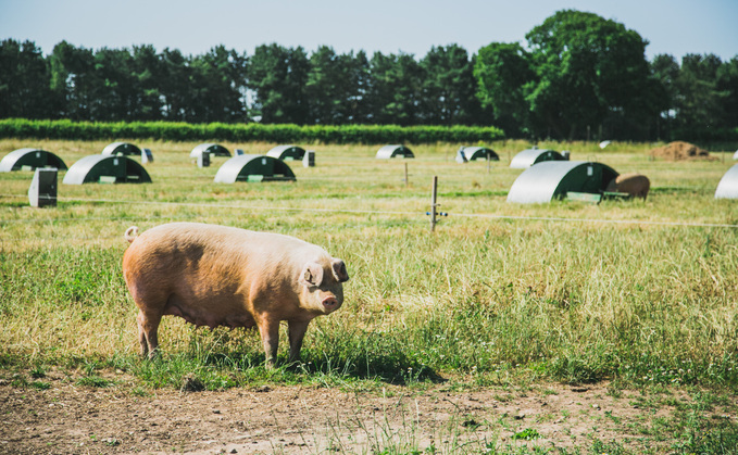 Tesco estimated the Tesco Sustainable Pig group could be worth at least £670 million over the initial three years of the scheme.