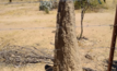 Termite mound at Empress Springs in north Queensland