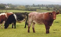 Gap between British and Irish cattle prices widens