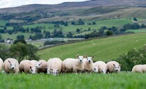 Farmers face 'crisis' as bluetongue drives fallen stock surge