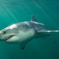 Death of surfer in Sydney shark attack ignites debate over nets
