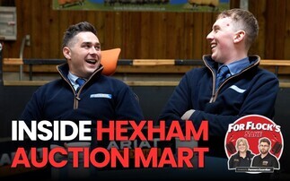 Inside Hexham Auction Mart with Drew Patrick and Harrison Collingwood | For Flock's Sake Ep2