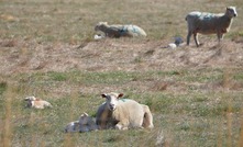 Sheep industry needs your help