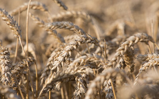 Are grain prices on the turn?