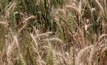 Crops in southern New South Wales and north-east Victoria may be at risk of Fusarium crown rot. Picture courtesy GRDC.