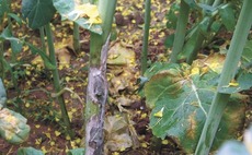 Sclerotinia prediction tool delivers high level of accuracy