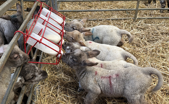  Top tips for successful weaning and managing of surplus lambs