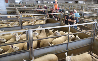 Bluetongue latest: Confirmed cases top 1000 | New AHDB map shows suspected and confirmed cases
