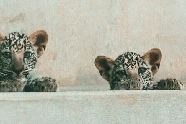 ROYAL COMMISSION FOR ALULA WELCOMES TWO ARABIAN LEOPARD CUBS