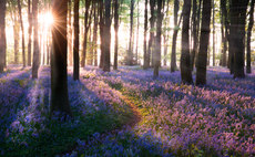 Partner Insight: The hidden cost of nature loss