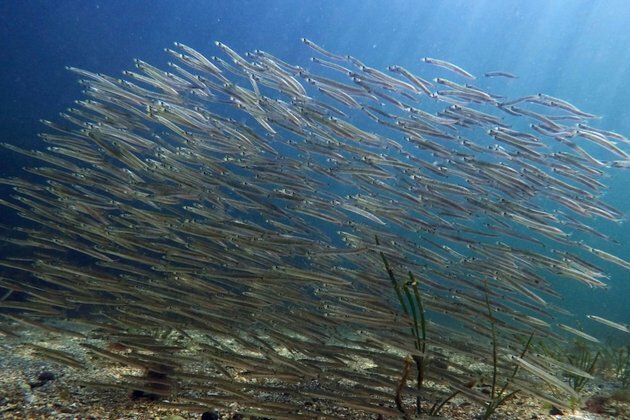 Loss of Tiny Organisms Hurts Ocean, Fishing, Scientists Say