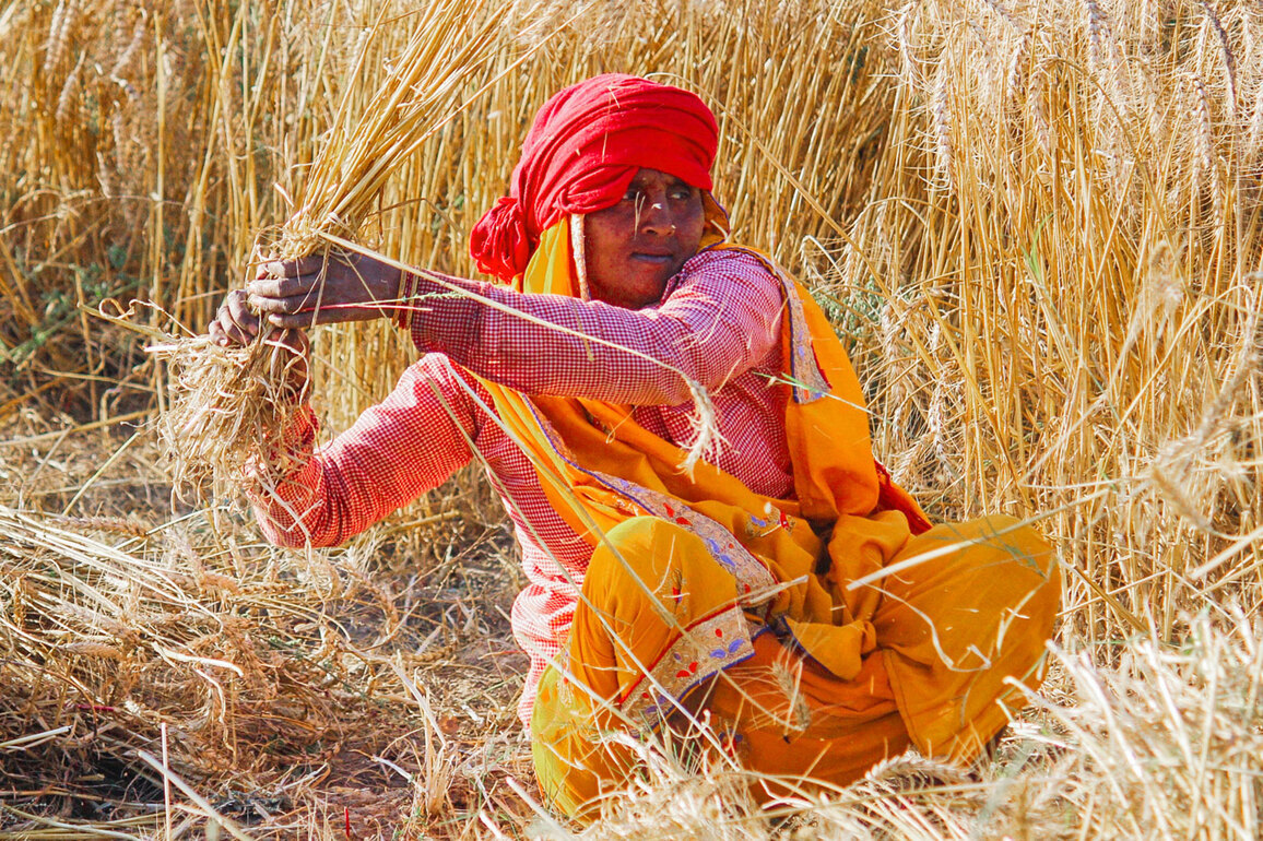 India released nearly 3,000 climate-resilient crop varieties during 2014-25: Govt