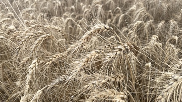Wheat prices aren't very exciting, but analysts predict there could be opportunities ahead.