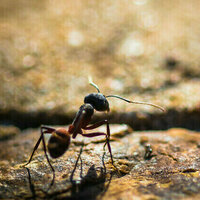 African state busts exotic-ant traffickers (IMAGES)