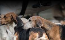 Foxhounds killed by 65mph train during suspected hunt