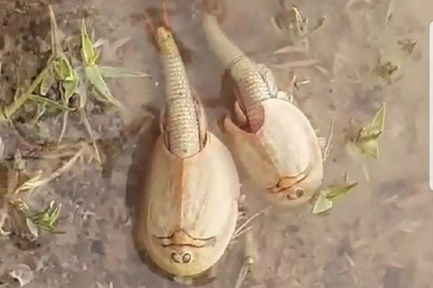 Living Fossil Resurfaces in Hamoun Wetland after Recent Floods