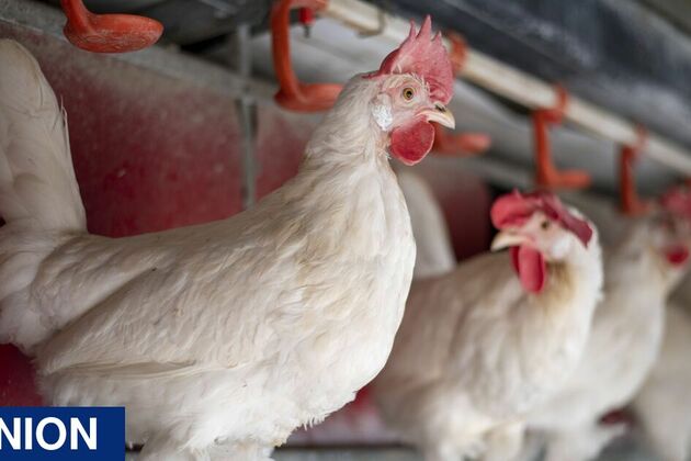Labour&#39;s record on animal welfare is not just disappointing  its alarming